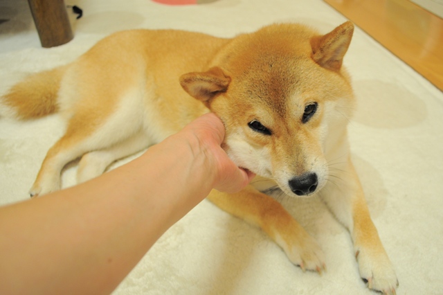 かぼちゃんの「おかあさん、おかえりなさい!」_a0126590_9203469.jpg