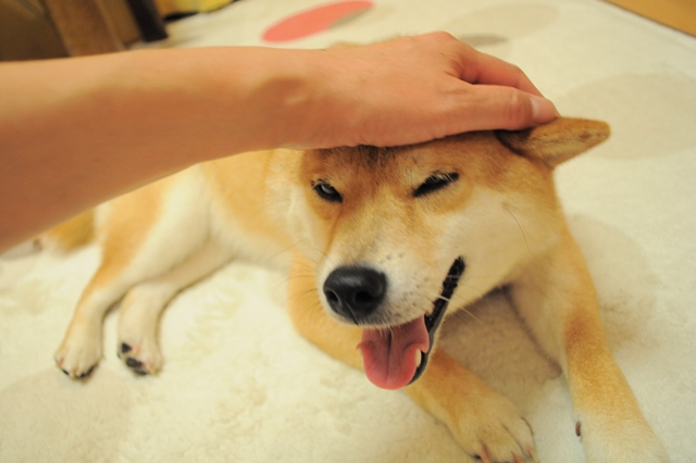 かぼちゃんの「おかあさん、おかえりなさい!」_a0126590_9205917.jpg