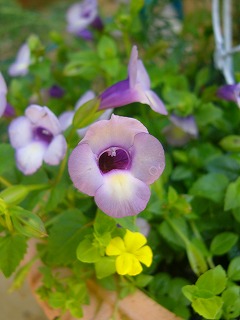 使い回しの夏の寄せ植え　と　花瓶のバラ_a0123003_18264117.jpg