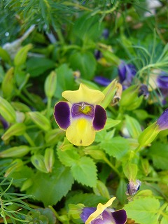 使い回しの夏の寄せ植え　と　花瓶のバラ_a0123003_18265688.jpg