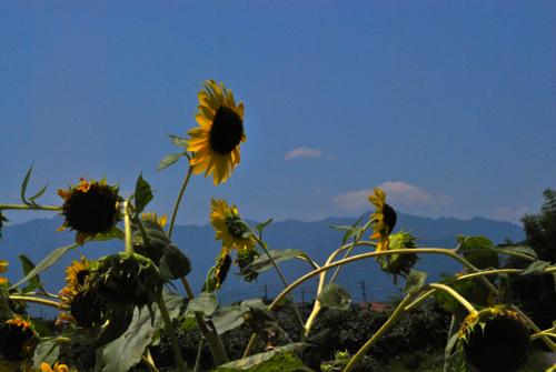 c0030705_1115672.jpg