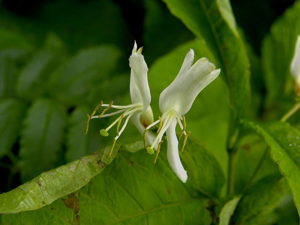 c0078410_8161741.jpg