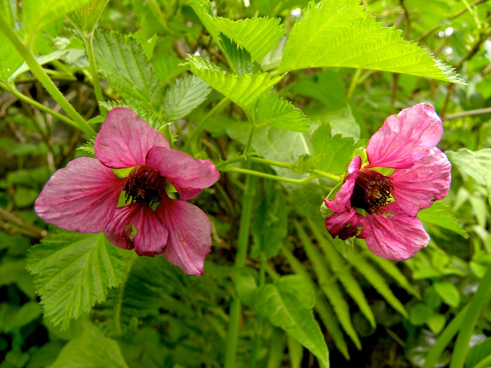 c0078410_8231888.jpg