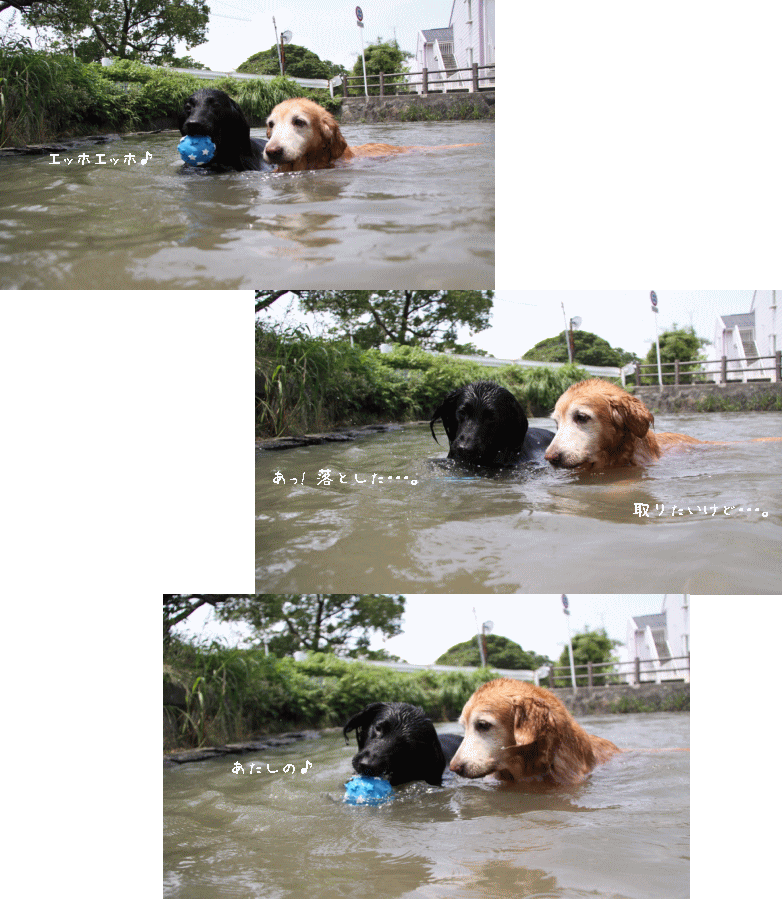 c0017311_14383741.gif