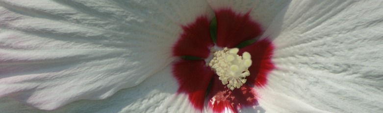 ふよう 芙蓉_f0156117_8165252.jpg