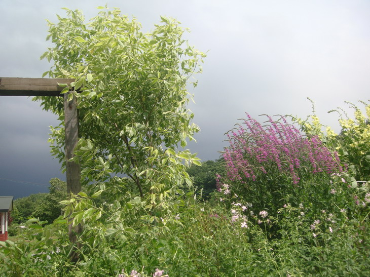 d0143719_858178.jpg
