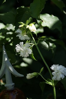 f0170524_18393261.jpg