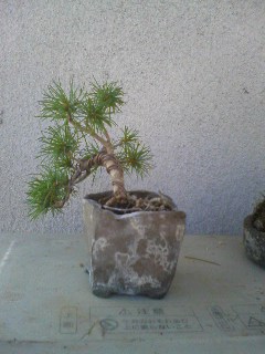 鉢に付く白い粉 七輪陶芸で盆栽鉢 とか を焼く 鉢に付く白い粉 七輪陶芸で盆栽鉢 とか を焼く