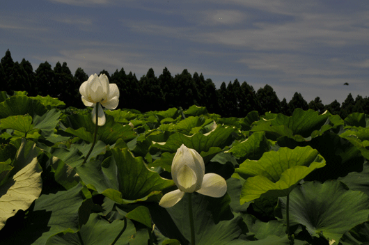 c0093046_17525012.gif