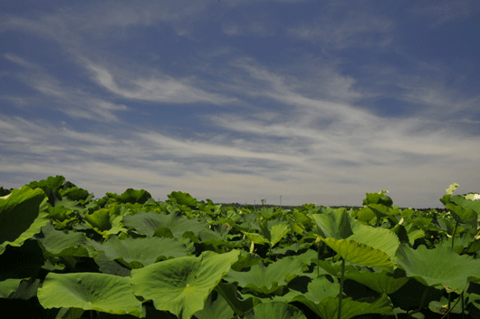 c0093046_17531112.gif