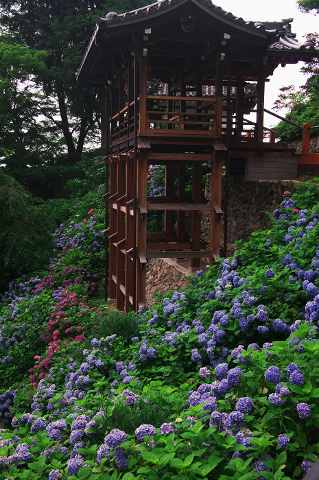 善峯寺の紫陽花(その2)_f0155048_01921.jpg