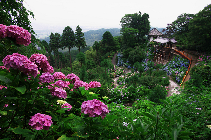 善峯寺の紫陽花(その2)_f0155048_0193696.jpg