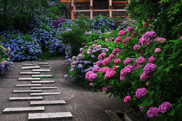 善峯寺の紫陽花(その2)_f0155048_02015.jpg
