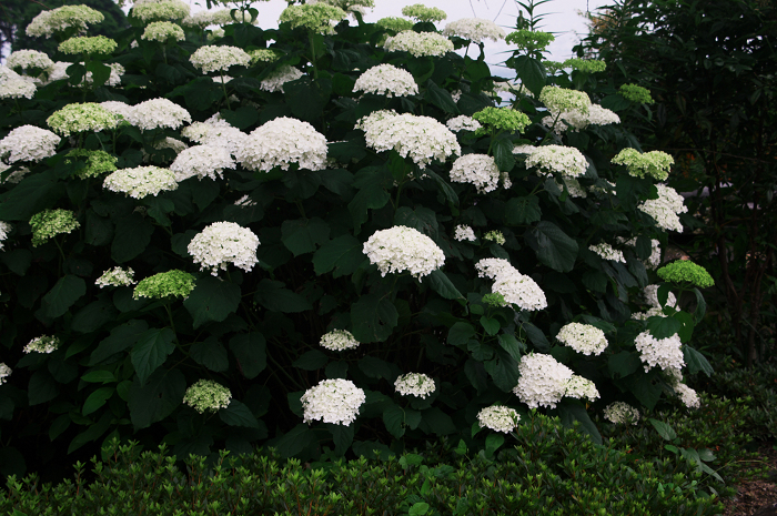 善峯寺の紫陽花(その2)_f0155048_0211182.jpg