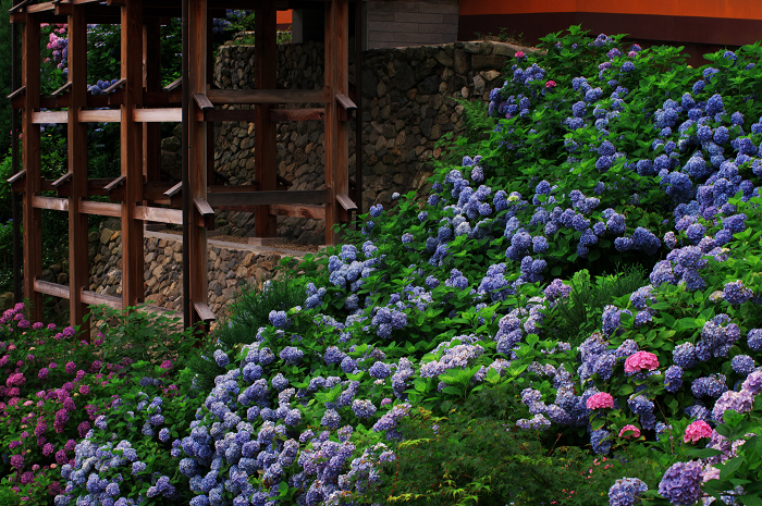 善峯寺の紫陽花(その2)_f0155048_0223540.jpg