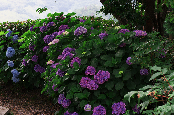 善峯寺の紫陽花(その2)_f0155048_0225398.jpg