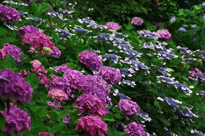 善峯寺の紫陽花(その2)_f0155048_0231792.jpg