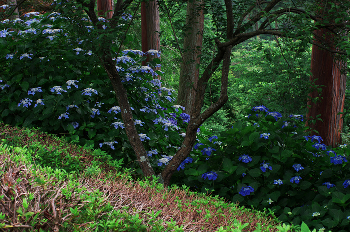 善峯寺の紫陽花(その2)_f0155048_023198.jpg