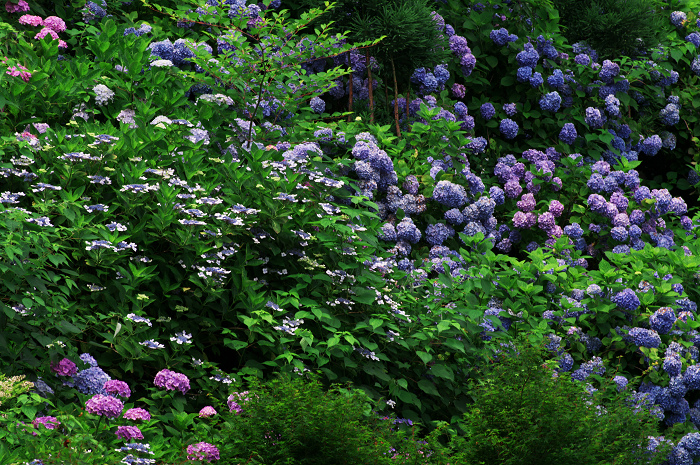 善峯寺の紫陽花(その2)_f0155048_0233861.jpg