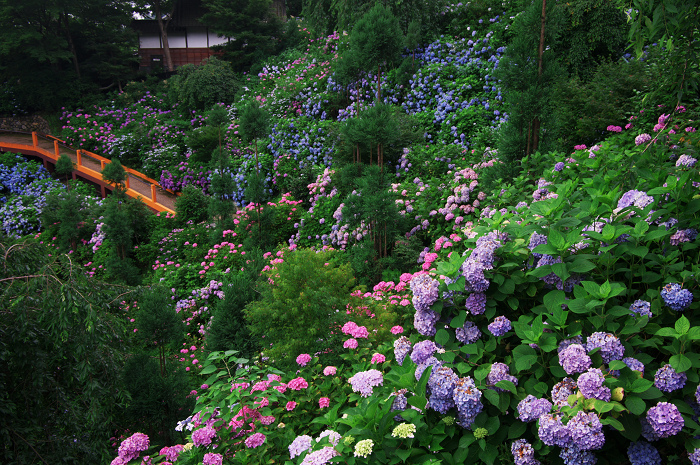 善峯寺の紫陽花(その2)_f0155048_0262257.jpg