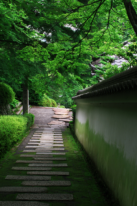善峯寺の紫陽花(その2)_f0155048_0273191.jpg