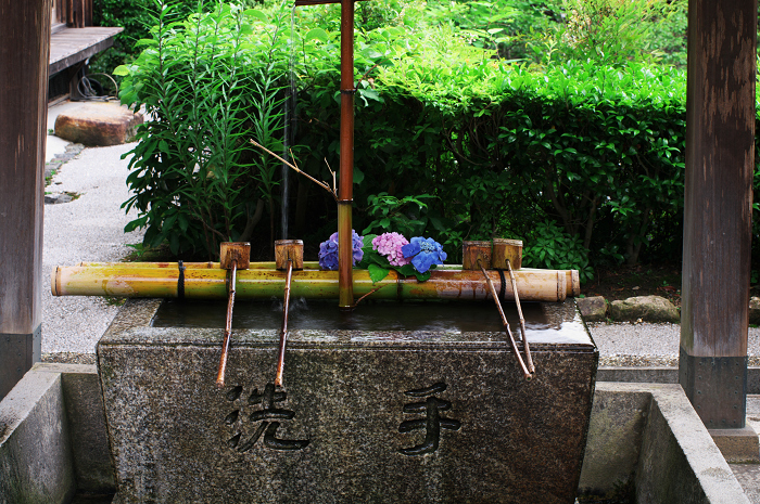 善峯寺の紫陽花(その2)_f0155048_0274696.jpg
