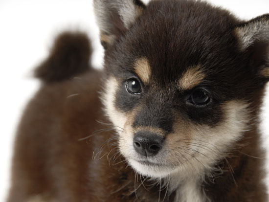 新しいうちのコです 嘘 柴犬としばちゃん