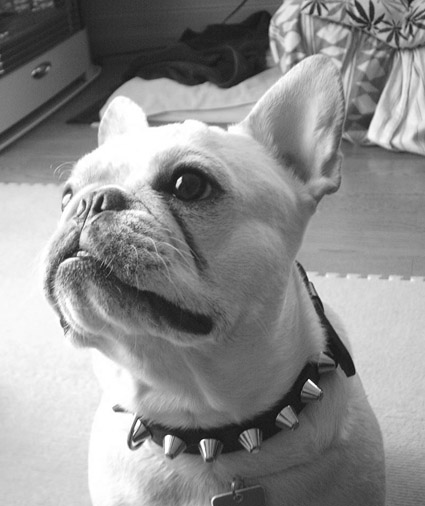 看板犬?_d0158149_12243117.jpg