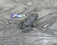 e0172950_746283.jpg