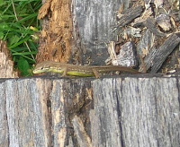 e0172950_7464667.jpg