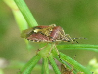 e0172950_7471971.jpg