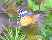 e0172950_7474840.jpg