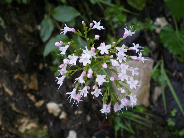 b0175255_17555610.jpg