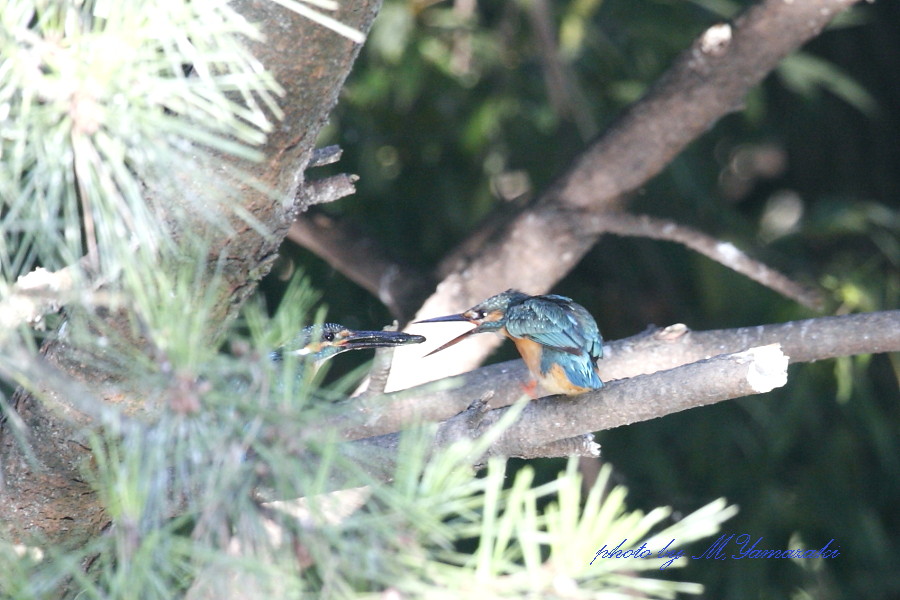 草食男子のカワセミ_c0217255_13402835.jpg