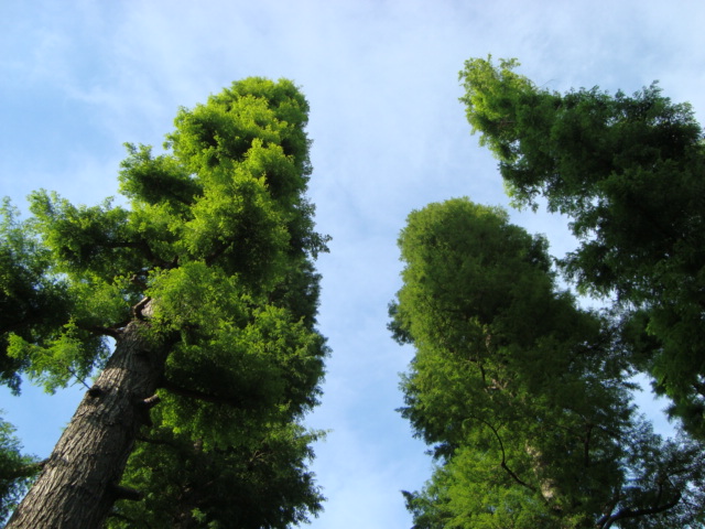 吉祥寺「井の頭自然文化園 分園」へ行く。 ②_f0232060_15285875.jpg