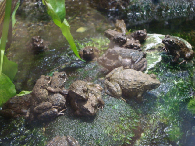 吉祥寺「井の頭自然文化園 分園」に行く。 ①_f0232060_1545419.jpg