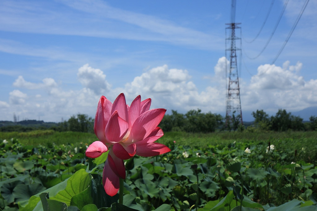 　　船頭平河川公園の蓮_f0129465_619567.jpg