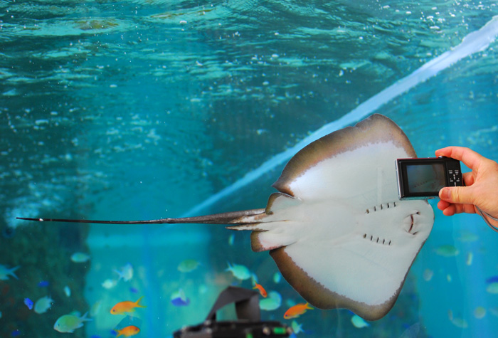 「風景晴景」銀座・ソニー水族館．．_c0009981_639113.jpg