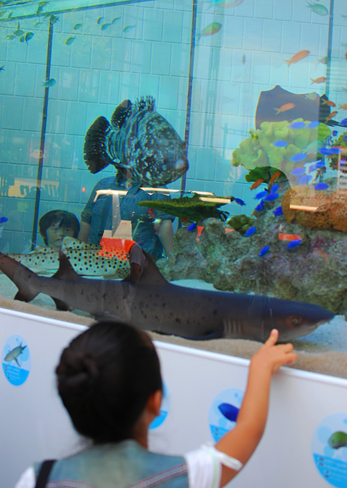 「風景晴景」銀座・ソニー水族館．．_c0009981_6395057.jpg