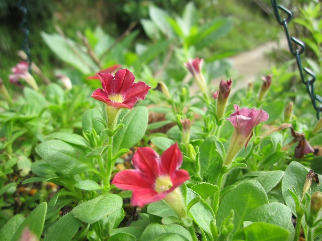 b0182884_0351630.jpg