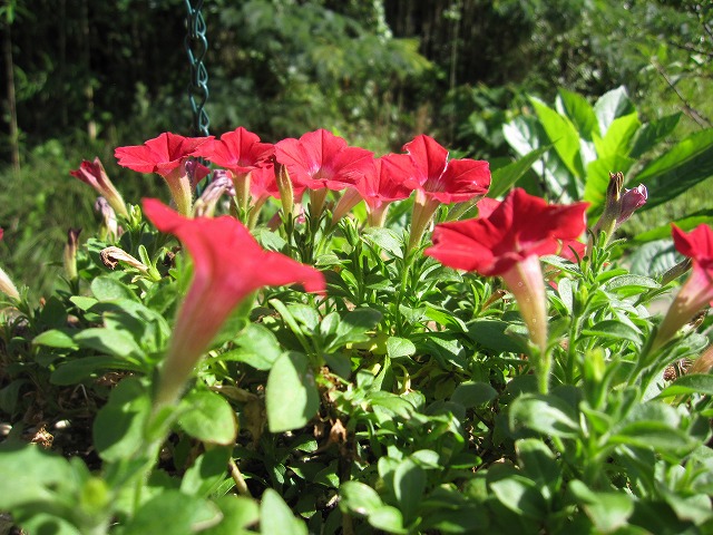 b0182884_0354182.jpg