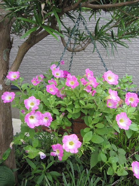 b0182884_0404983.jpg