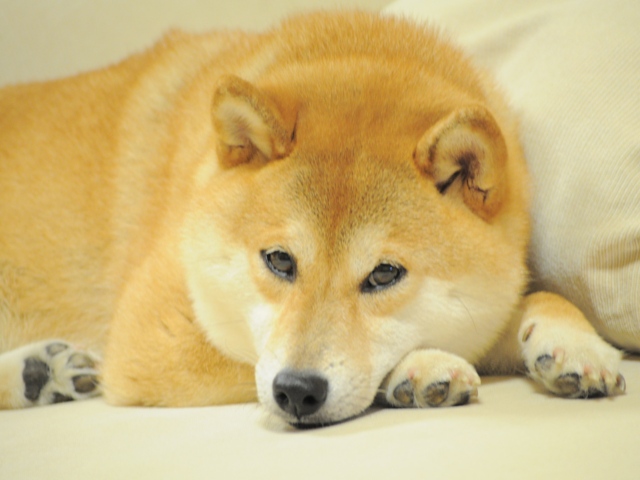 ついつい緩んでしまうのだ!_a0126590_9102426.jpg