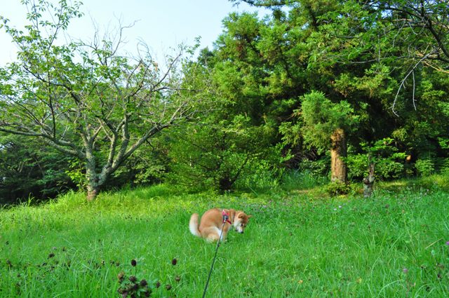 ついつい緩んでしまうのだ!_a0126590_971733.jpg