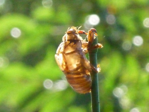 c0108693_12152287.jpg