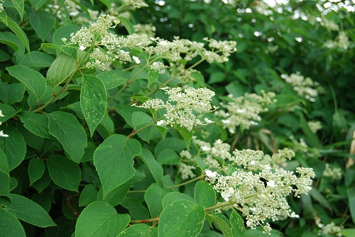 c0124100_14365097.jpg