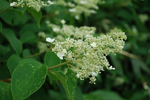 c0124100_14365914.jpg