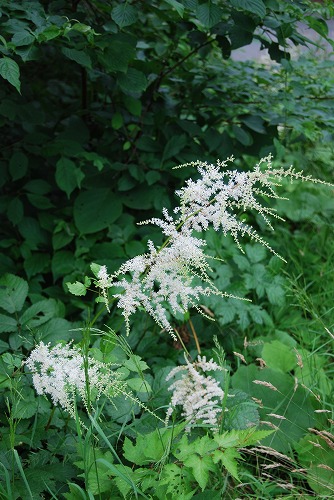 c0124100_14371052.jpg