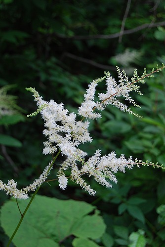 c0124100_1437201.jpg