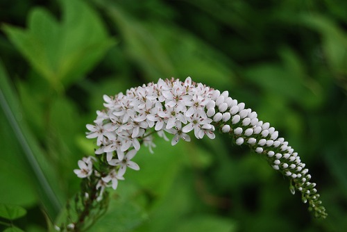 c0124100_14382731.jpg